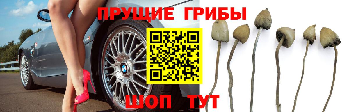 Галлюциногенные грибы Psilocybine cubensis Осинники